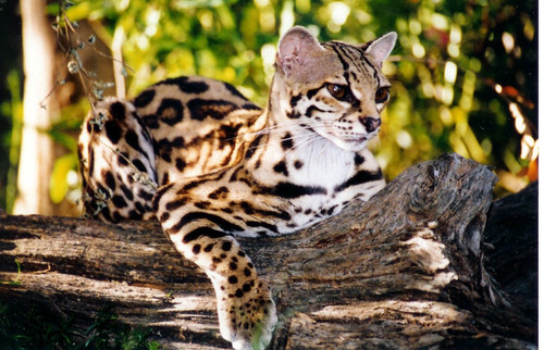 (4) Bijzondere Dieren.jpg