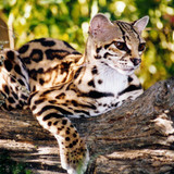 (4) Bijzondere Dieren