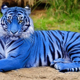 (2) Bijzondere Dieren