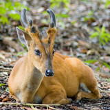 (28) Bijzondere Dieren