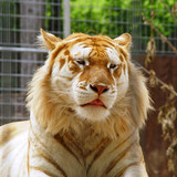 (12) Bijzondere Dieren