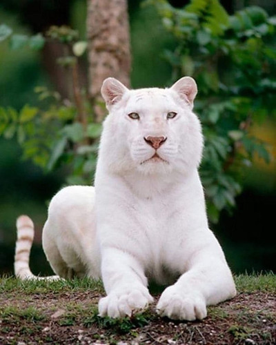 (22) Bijzondere Dieren.jpg