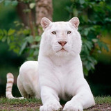 (22) Bijzondere Dieren