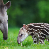 (5) Bijzondere Dieren