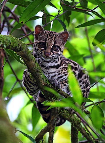 (9) Bijzondere Dieren.jpg