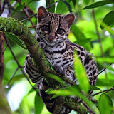 (9) Bijzondere Dieren