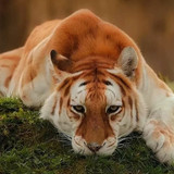 (6) Bijzondere Dieren