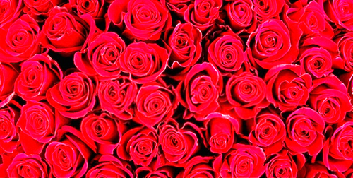 Shutterstock 614572562 860186.png