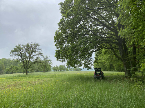 bienen.jpg