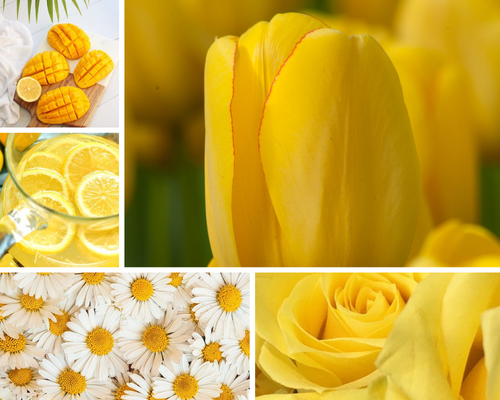 Yellow Aesthetic 20230409 120908 0011.png