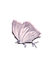 vlinder.gif