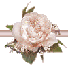 rose2