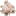 rose16
