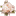 rose16b