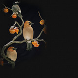 abundancepic