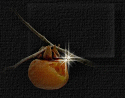 abundanceblankbtn.gif
