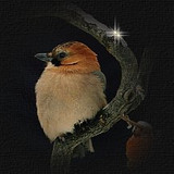 abundancesmpic