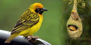 baya weaver stage 4.jpg