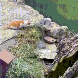 kotoptici.gif