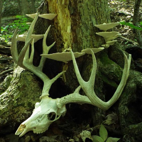 bone.png