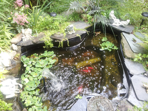 5 frogs 7 14.jpg