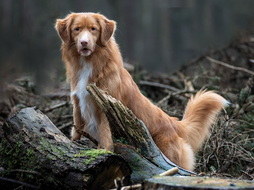 Arvid febr 2023, fotosessie Marjelle (14).png