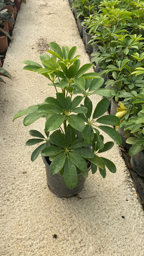 WhatsApp Image 2023 03 02 at 11.41.21.jpg