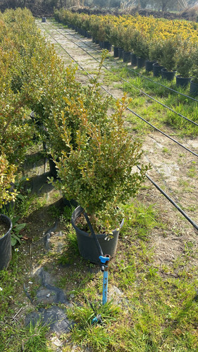 WhatsApp Image 2023 03 02 at 11.47.50.jpg