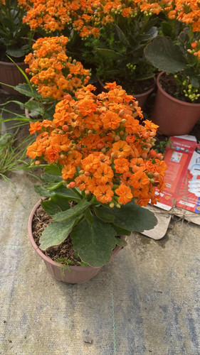 WhatsApp Image 2023 03 02 at 11.50.34.jpg