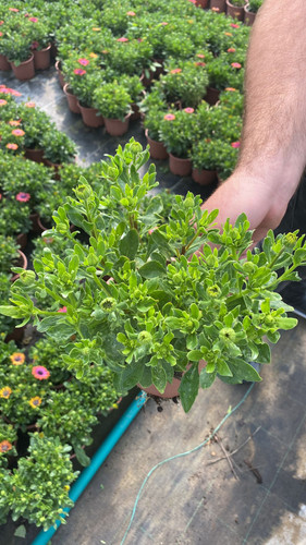 WhatsApp Image 2023 03 02 at 12.00.25.jpg