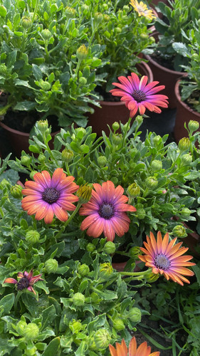 WhatsApp Image 2023 03 02 at 12.00.58.jpg