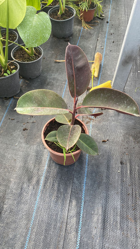 WhatsApp Image 2023 03 02 at 11.40.51.jpg