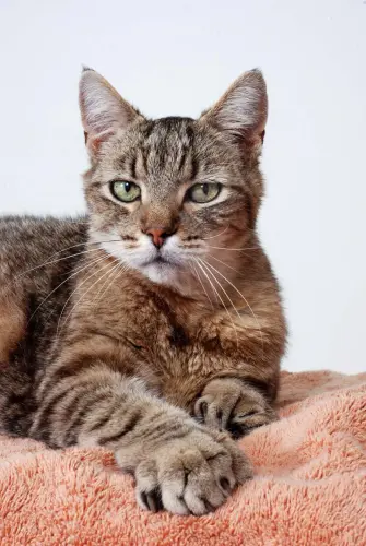 cat toes paw number paws tiger tabby.jpg.webp