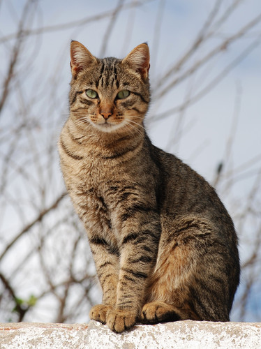 Cat November 2010 1a.jpg