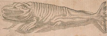 1500s Whale Drawing.jpg