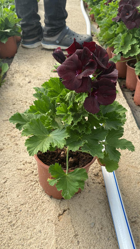 WhatsApp Image 2023 03 02 at 11.34.18.jpg