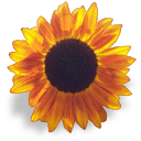 2796 sunflower.png