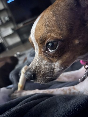 dog1.jpg