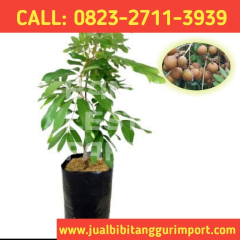 STOK TERBATAS ! CALL: 0823-2711-3939 Penjual Bibit Kelengkeng New Kristal 2.jpg