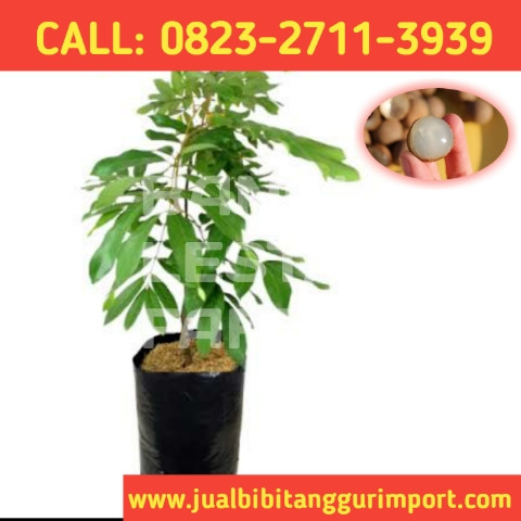 HARGA FANTASTIS ! CALL: 0823-2711-3939 Penjual Bibit Kelengkeng New.jpg