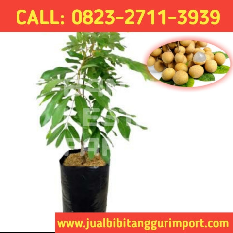 CUCI GUDANG ! CALL: 0823-2711-3939 Penjual Bibit Kelengkeng New Kristal Magelang.jpg
