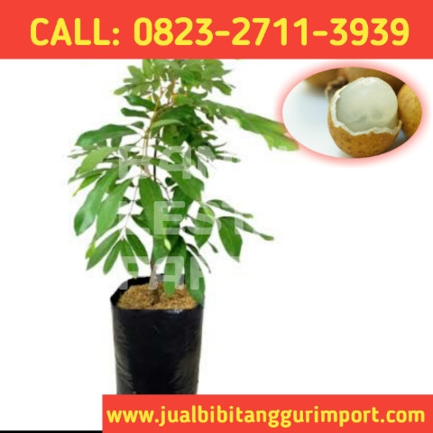 GRATIS KONSULTASI ! CALL: 0823-2711-3939 Penjual Bibit Kelengkeng New Kristal Jogja.jpg