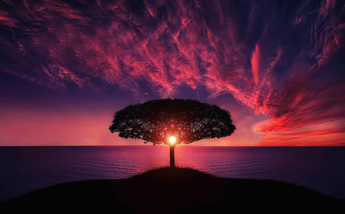 tree gf6e79bfaa 1280.jpg