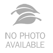 default avatar.png