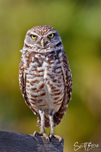 Burrowing Owl: Athene cunicularia