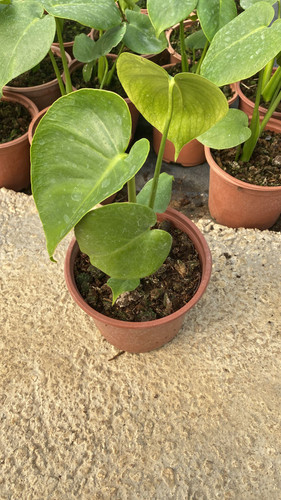 WhatsApp Image 2023 03 02 at 11.39.46.jpg