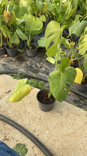 WhatsApp Image 2023 03 02 at 11.40.31.jpg