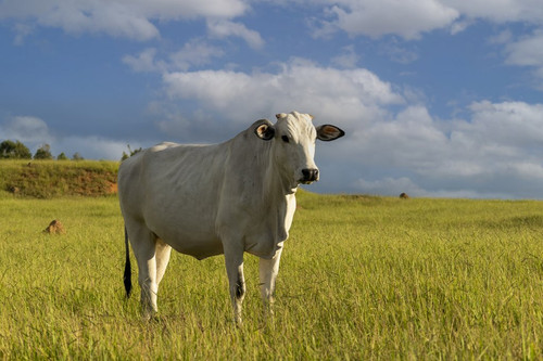 nelore cattle green pasture (1).jpg