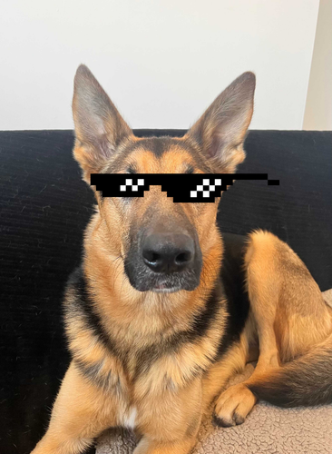 doggynohat.png