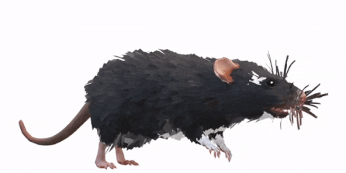 rat.gif